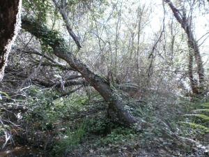 A riparian gallery by a least-disturbed and well-conserved stream.