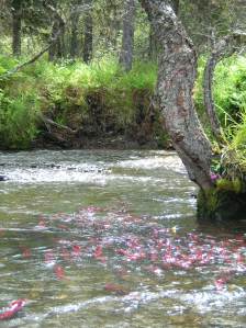 Sockeye salmon migrating upstream, Happy Creek, Wood River System, Alaska. Credit: Jennifer Griffiths