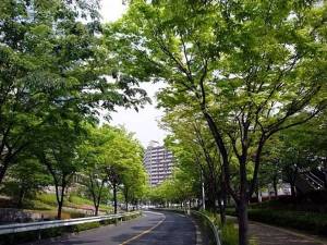 The study by Soga et al. concluded that land-sparing development is beneficial for biodiversity conservation, land-sharing development would increase the provision of other key ecosystem services (e.g. health and well-being benefits). Photo provided by Masa Soga.