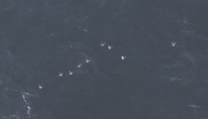 Aerial image of a group of auks. Most of the individuals in this photo were not confidently identifiable to species, they could only be confidently identified as an auk. © HiDef Aerial Surveying Ltd