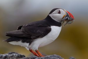 Puffins are distinctive and easily identifiable on land, but photos from above the sea surface often identify them only as auks. © Edmund Fellowes