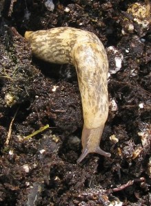 Mollusks, such as the gray garden slug Deroceras reticulatum, are unaffected by neonicotinoids, but pass the insecticides to their predators. Photo by Margaret Douglas.