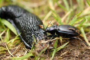 Ground beetles (Carabidae) are voracious slug predators. Slugs transmitted neonicotinoid insecticides, impairing or killing >60% of ground beetles. Photo by Stewart Taylor.