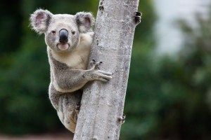 Maxwell_LianaJoseph_Koala_IMG_9141