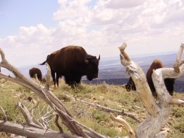 A small group of bison grazing on the Henry Mountains. Photo by Dustin Ranglack