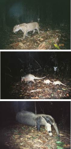 Caught in the camera trap: jaguar (top); nine-banded long-nosed armadillo (middle); anteater (bottom). Pictures courtesy of Mathias Tobler.
