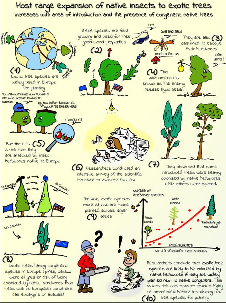 Exotic trees at risk of native insect attack_cartoon_Branco et al
