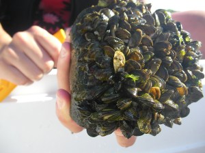 Zebra mussels on a rock
