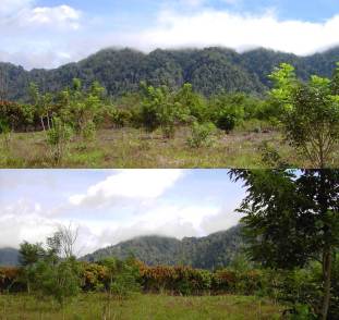 Cacao plantations close to the primary forest block of the Lore-Lindu National Park in Central Sulawesi, Indonesia (Photo: Bea Maas)