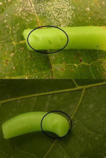 Dummy caterpillars made of plasticine; lengths of 2cm (Photo: Bea Maas)