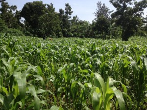 Photo credit: Stephen Wood