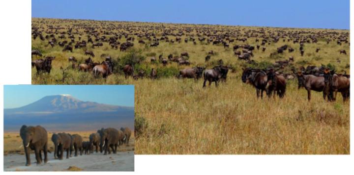 Majestic African animal migrations. Main image: "Wildebeest-during-Great-Migration" by Bjørn Christian Tørrissen - Own work by uploader, http://bjornfree.com/galleries.html. Licensed under CC BY-SA 3.0 via Wikimedia Commons. Inset: By Amoghavarsha amoghavarsha.com (Own work) CC BY-SA 3.0 via Wikimedia Commons.