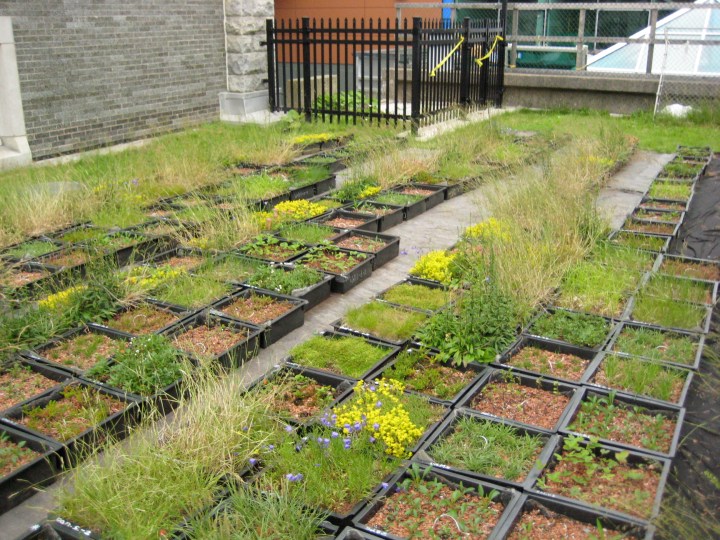 Figure 2. Plant diversity experiment at Saint Mary's University, Halifax, Canada. (Photo: J.S. MacIvor).