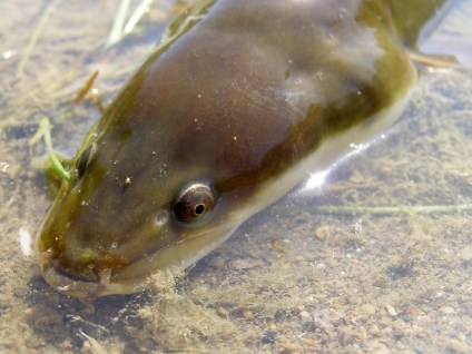 A European eel (Anguilla anguilla) in the Fluvià River, Girona, Spain. Photo by Miguel Clavero.