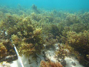 Cote D'Or Reef on Praslin Island, currently in an algae dominated (degraded) state after a bleaching event in 1998. Credit: Karen Chong-Seng.