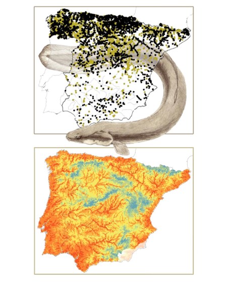 Upper map: distribution of localities with information on freshwater fish included in the Madoz, identifying those where the eel was recorded (black dots) and those where it was not (dark yellow dots). Lower map: Probability of occurrence of the eel in the Iberian Peninsula in the 19th century, based on the records shown above. Estimates derive from the ensemble species distribution models using BIOMOD2. Eel drawing by Miguel Clavero.