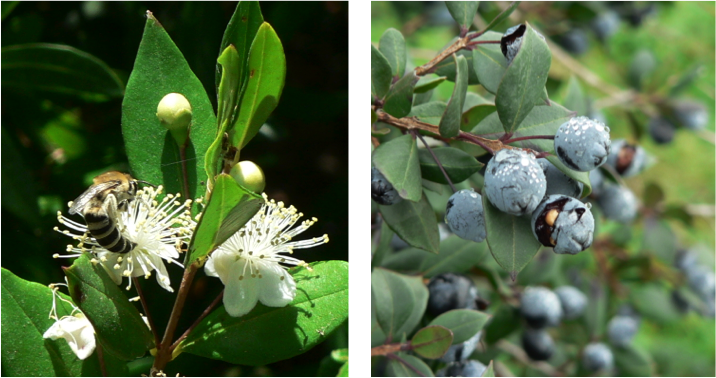 The Mediterranean myrtle is currently a common species that provides flowers and fruits to several flower-visiting insects and frugivorous birds. Photo credit: Juan P. González-Varo.
