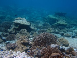 Ile aux Vache Reef near Mahe Island, recovering to a coral dominated reefs after the 1998 bleaching event.  Credit: Nick Graham.