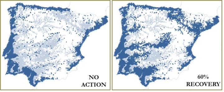 Impact of dams on eel range and effect of enhancing river connectivity through dam management. The blue area marks suitable areas for the eel and the semi-transparent layer marks the areas made inaccessible by dams. For the present situation (left map) 20 reservoirs would need to be managed to allow the access of the eel to 60% of its baseline range.