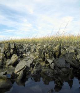Oyster reef adjacent to a saltmarsh