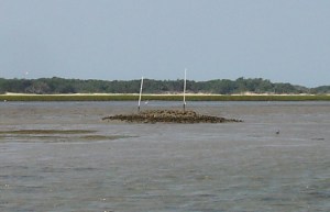Oyster reef restored on a mudflat 