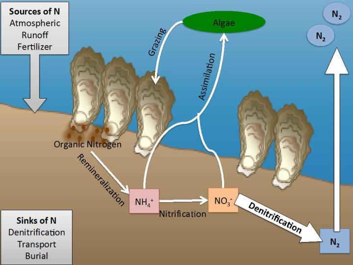 Sediment Nitrogen Cycling in Oyster Reef Ecosystems: Nitrogen fuels algal growth in coastal systems. As the oyster eat the algae they delivery organic N to the sediments. This nitrogen undergoes a series of complex reactions and some of the nitrogen may be converted to N2 gas and be removed from the system.  