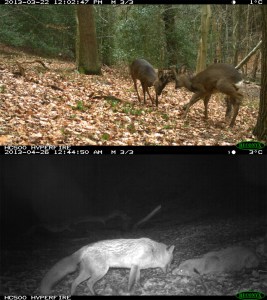 Wild mammals in County Durham, UK caught by camera traps, including roe deer Capreolus capreolus, and red fox Vulpes vulpes.