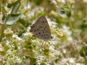 Great Copper butterfly Lycaena xanthoides. Creative Commons license, Jeffrey Oliver. 