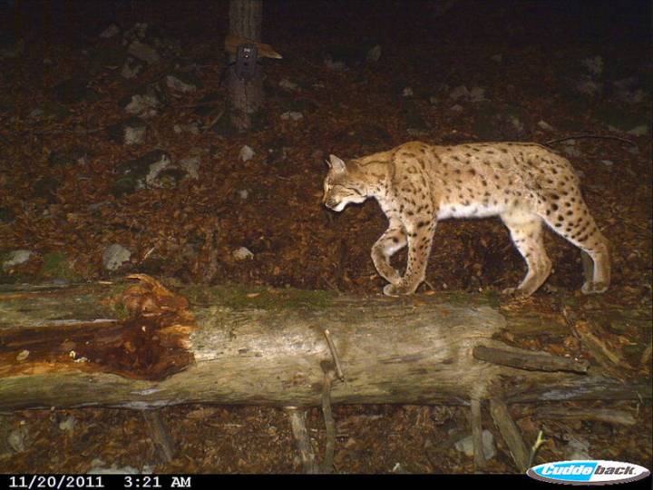 Lynx. Picture courtesy of KORA.