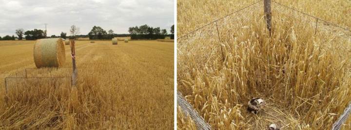 A nest protected with a fenced buffer, one of the most effective interventions identified. The fence is visible among the standing crop retained around the nest, while the rest of the field was harvested (left picture). The Montagu’s harrier nestlings (right picture) remain within the fence until they are ready to fledge (Pictures courtesy of Santangeli, A).