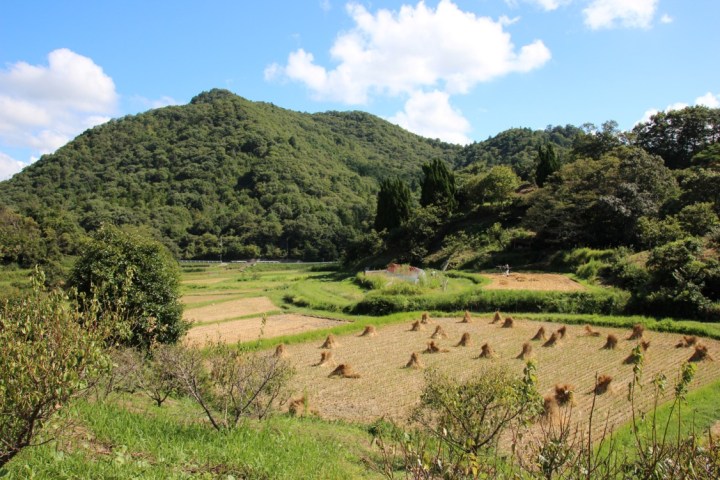 Photo 1. Semi-natural grasslands on the levees of paddy field margins and irrigation ponds. The edges between paddy fields and secondary forests are maintained by periodic mowing. Paddy terraces are shown with dry rice straw (Photo by Kei Uchida).