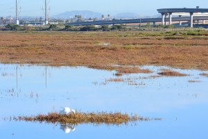 Sweetwater Marsh at San Diego Bay National Wildlife Refuge. Creative Commons license, Lisa Cox (US Fish and Wildlife Service). 