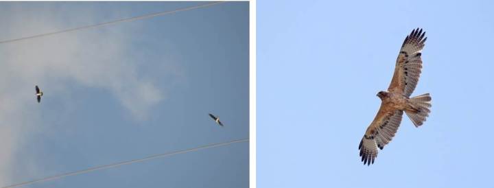 Bonelli’s eagles in flight. Picture credits: VivekMalleshappa (Wikimedia commons) and Birdwatching Barcelona (Flickr).