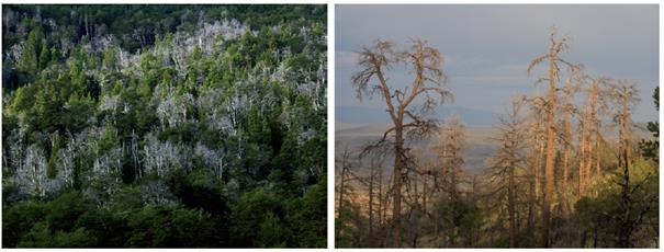 Images of climate-induced forest die-off. Left: Nothofagus dombeyi mortality at Rio Manso Inferior, northern Patagonia, Argentina, 2004 (Photo by Thomas Kitzberger). Right:  Pinus ponderosa die-off, Jemez Mountains, New Mexico, USA, 2006 (Photo by Craig D. Allen).