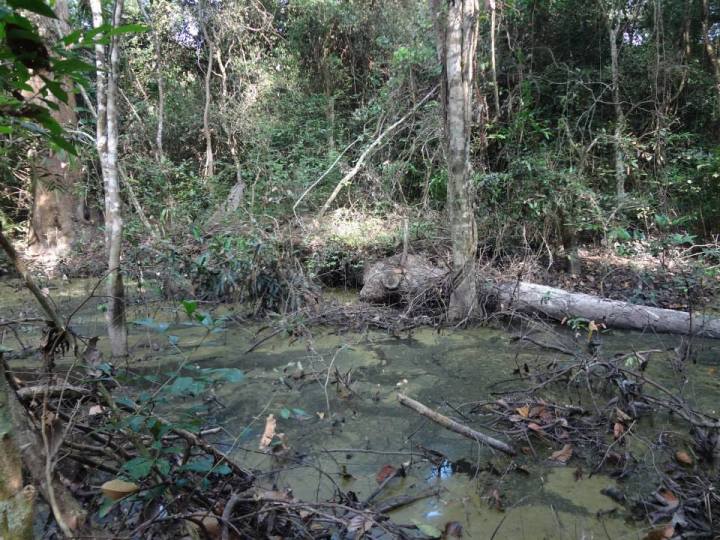 A severely logged “open” forest in Cambodia (photo taken by Minerva Singh).