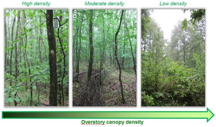 Images of the Parroy trial’s experimental plots (GIS-Coop Chêne experimental network) classified by stand density (Photo by Ludovic Henneron)