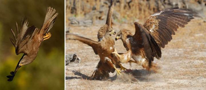 Black kites attacking prey and then fighting for prey  (Photo credit F. Sergio)