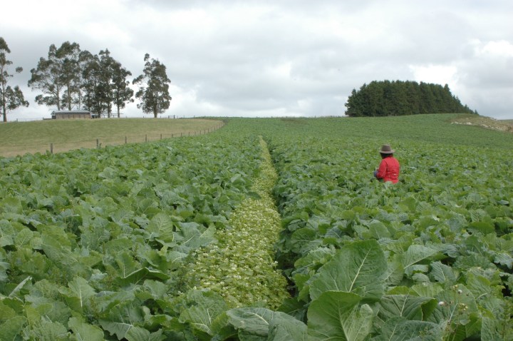 A buckwheat strip. Photo credit: Mattias Jonsson