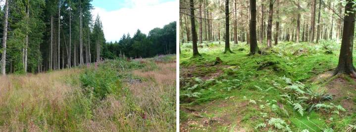 A clearfelled plot (left) and a thinned plantation (right).