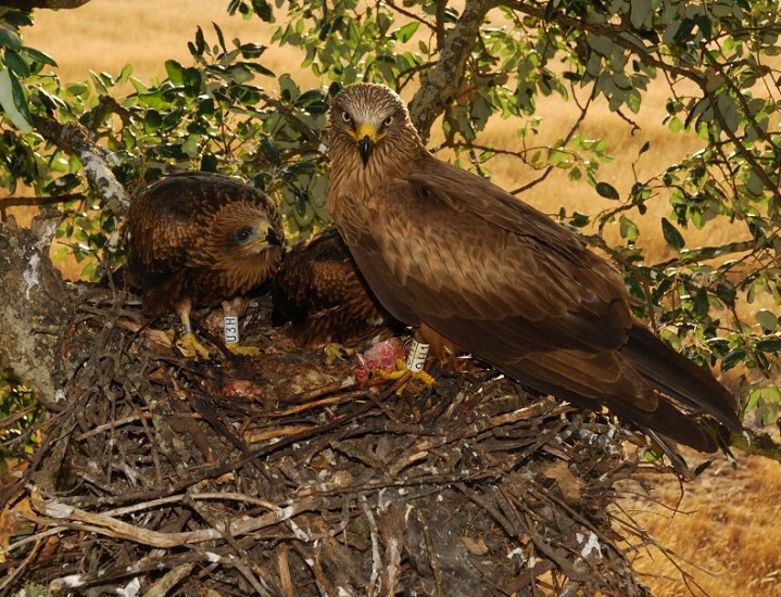 Marked black kite adult with marked chicks ( Photo credit F. Sergio)