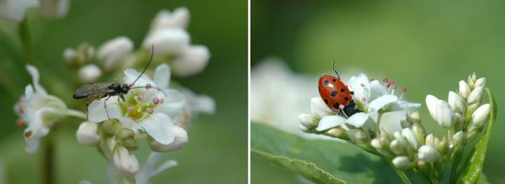Natural enemies visiting buckwheat flower strips. D. semiclausum (left) and ladybird (right). Photo credit: Mattias Jonsson.