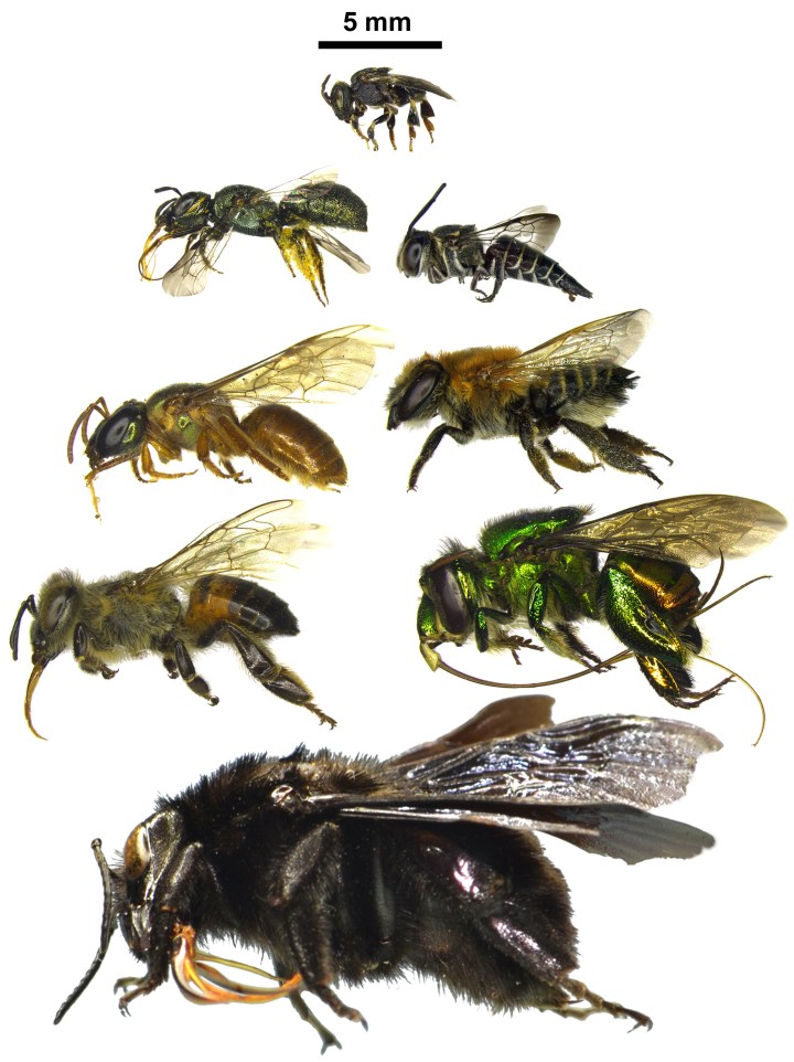 Different body sizes and tongue lengths for bees, which were the main traits analysed in the paper. The genus of the bees are as follows (from bottom to top, from left to right): Bombus, Apis, Euglossa, Megalopta, Megachile, Ceratina, Coelioxys, e Nannotrigona. Photo credit: T.Mahlmann.