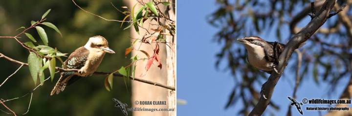 Kookaburra (left) and grey crowned babbler (right). Photos courtesy of Rohan Clarke (http://www.wildlifeimages.com.au/).