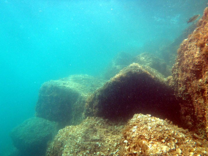 Low structural complexity biological community colonizing a breakwater (Photo credit F. Ferrario).
