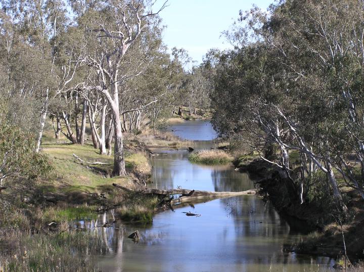 A typical riparian strip in the study region.