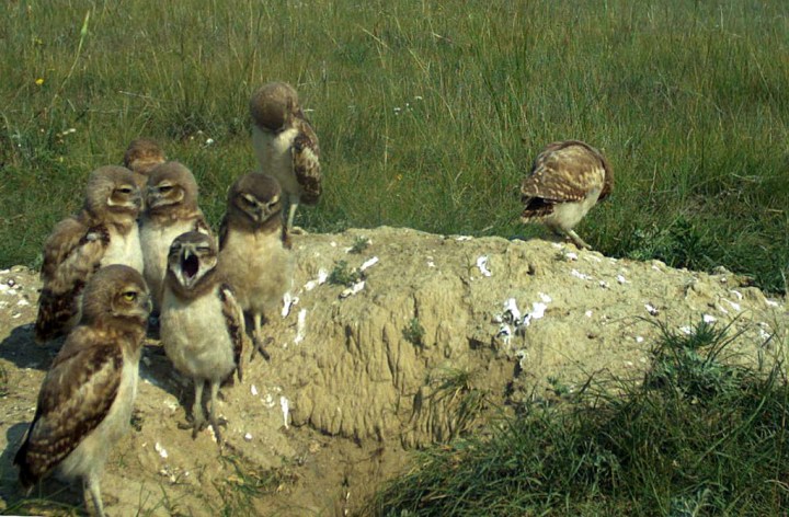 A brood of 8 burrowing owl chicks, which is an unusually high number for our study area (Photo credit: T. Wellicome).