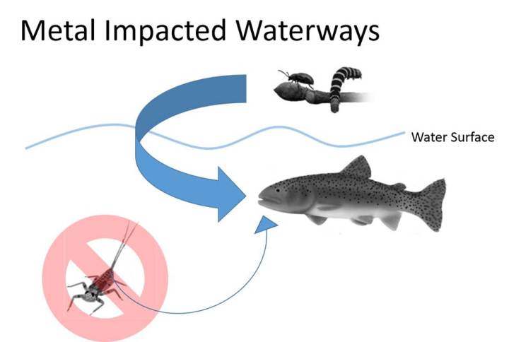 Conceptual model of fish diet in a metal impacted stream. Metals reduce availability of aquatic insects (no symbol). Size of arrows indicate relative importance of prey resources. Illustrations: Freshwaters Illustrated/USGS.