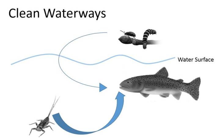 Conceptual model of fish diet in a pristine stream. Size of arrow represents relative importance of two prey resources. Illustrations: Freshwaters Illustrated/USGS.