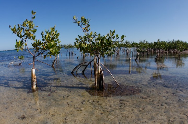 Mangrove restoration in Puerto Rico in a Bahia open to the sea (Photo credit: Bill Hubick).