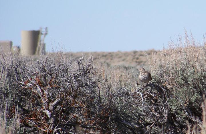 sage_thrasher_and_wells